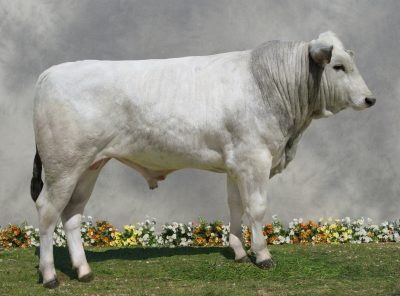 کیانینا
